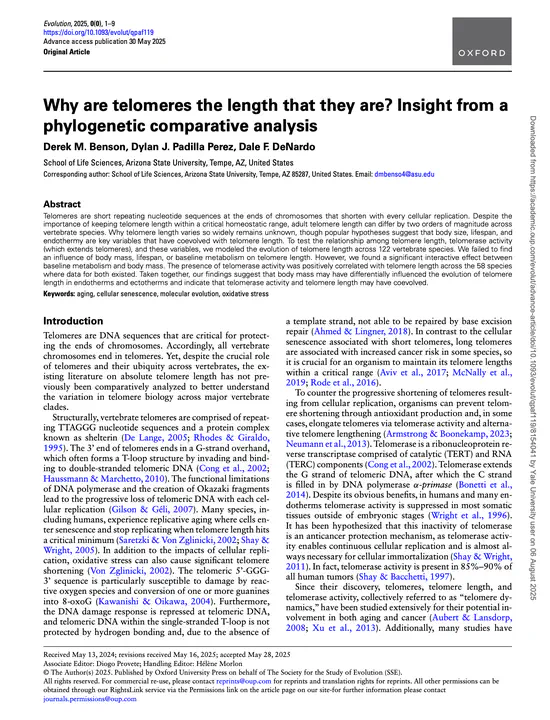 Why are telomeres the length that they are? Insight from a phylogenetic comparative analysis