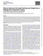 Why are telomeres the length that they are? Insight from a phylogenetic comparative analysis