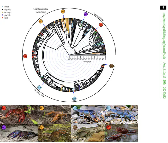 Correlated evolution of conspicuous colouration and burrowing in crayfish