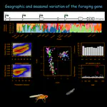 Geographic and seasonal variation of the for gene reveal signatures of local adaptation in Drosophila melanogaster